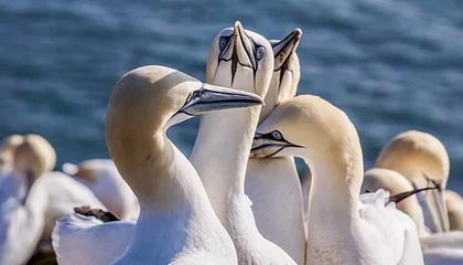 爱游戏 电竞-“足球智者”：某某教练解读战术变革心得，足球技战术训练全书