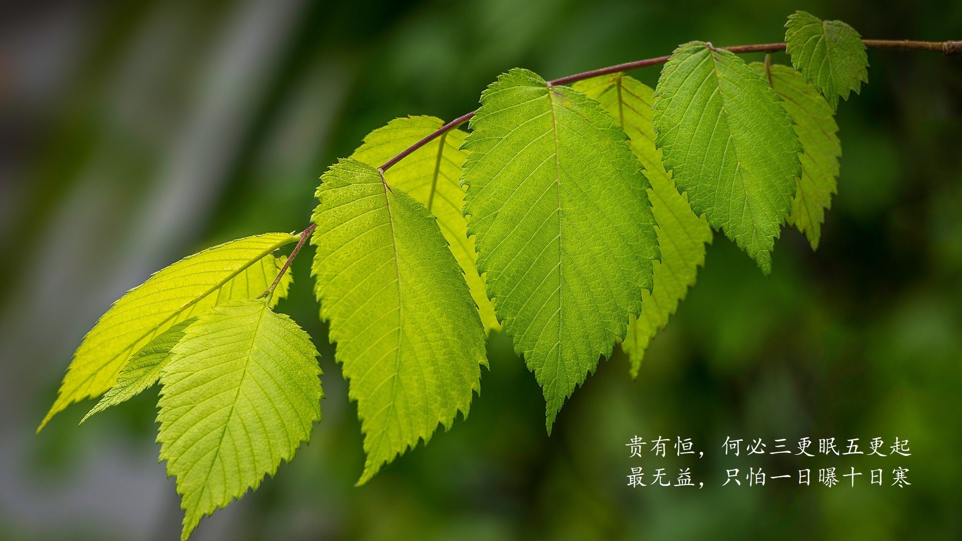 塔特的快速反击与精准传球成为袋鼠队得分法宝